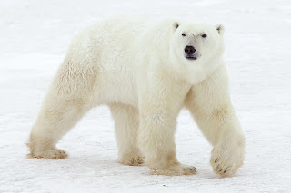 Polar bear vs Grizzly bear