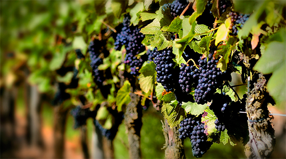 La vendimia, la uva y el vino de Santa Cruz de Tenerife