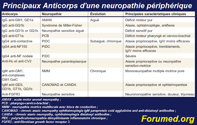 Principaux anticorps recherchés dans le bilan d'une neuropathie périphérique.