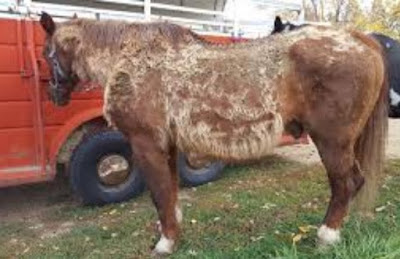 Cushing Disease In Horses Pictures8