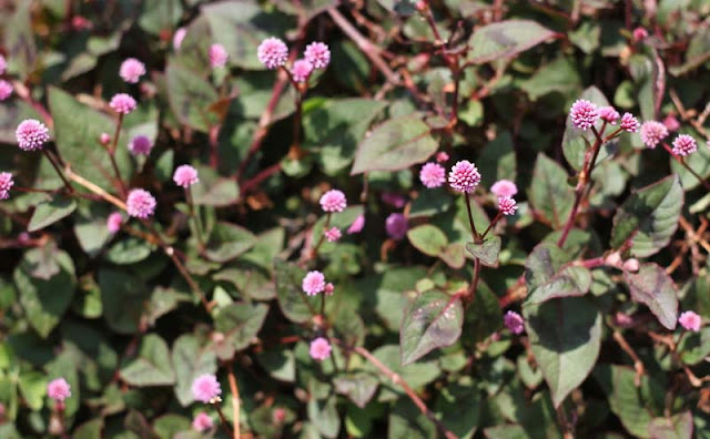 Persicaria Capitata Flowers Pictures