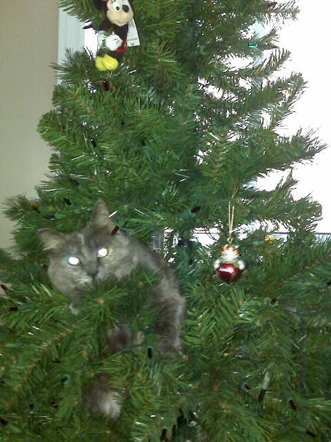 Vasey Cat and a Christmas Tree