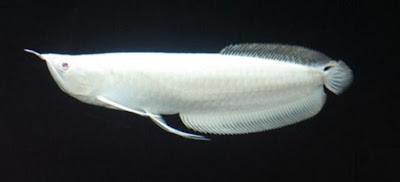 ikan arwana platinum