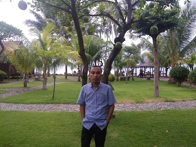 yusuf tantowi,pohon bile, pohon langka, kaya khasiat, obat, Lombok, Lombok Utara, hiasan hotel