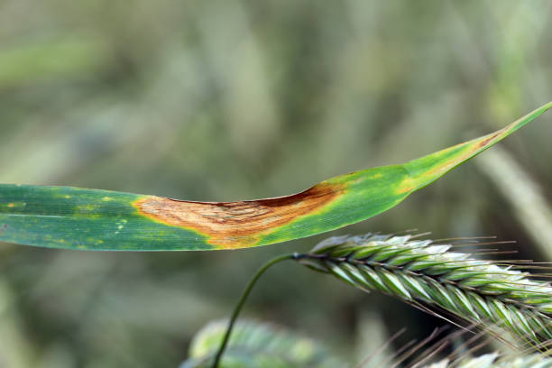 Common Wheat Diseases