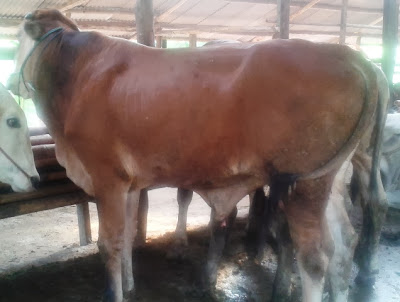 harga sapi qurban kurban 2013 250h fkgdj