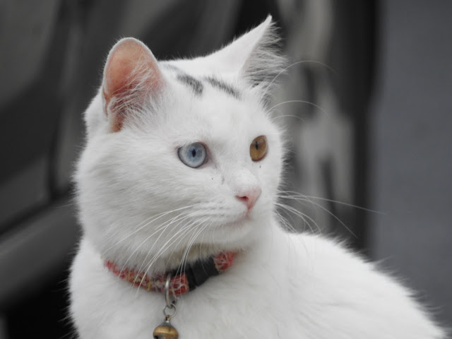 A white cat