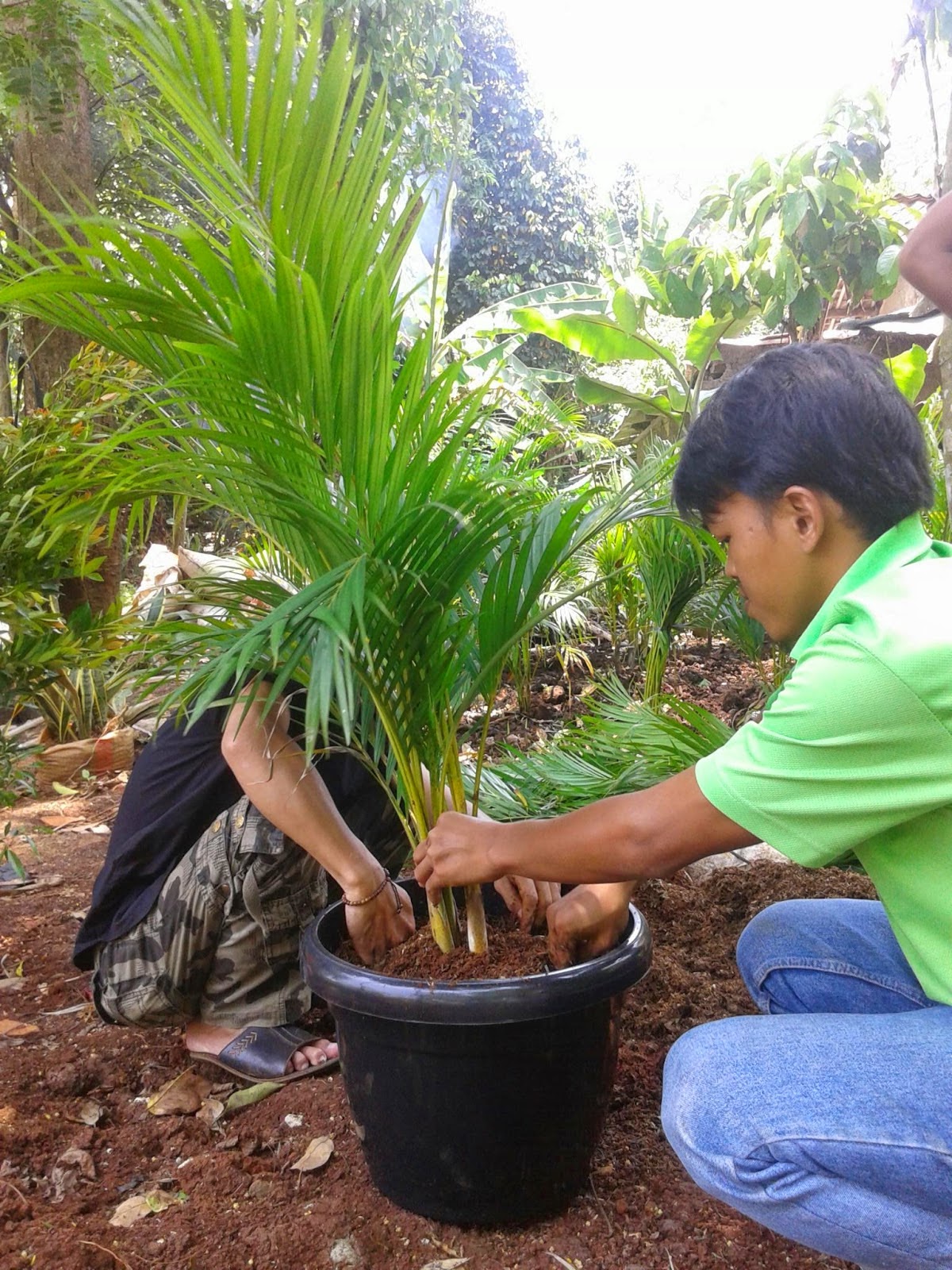 Pohon Palem Kuning Jual Pohon Palem Kuning Murah Tukang Taman