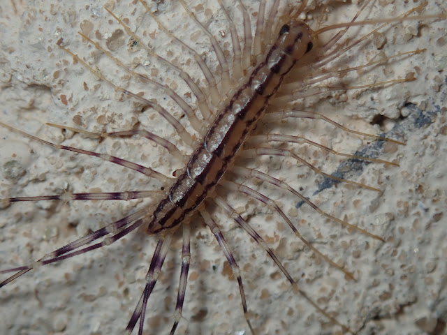 Scutigera coleoptrata