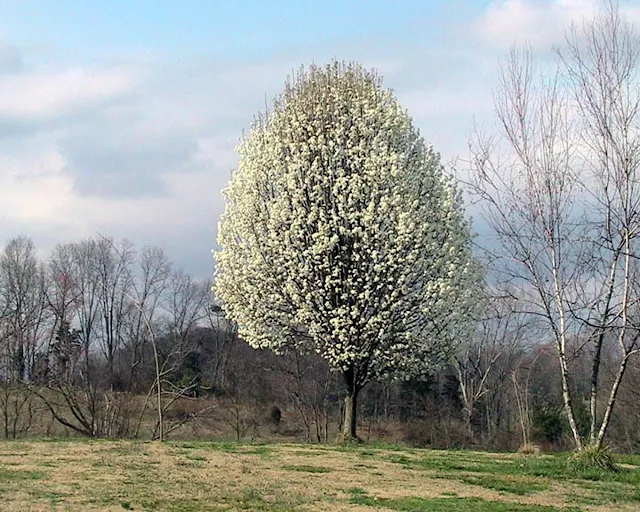 Peral de flor