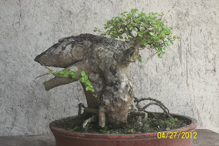 bonsai extrem