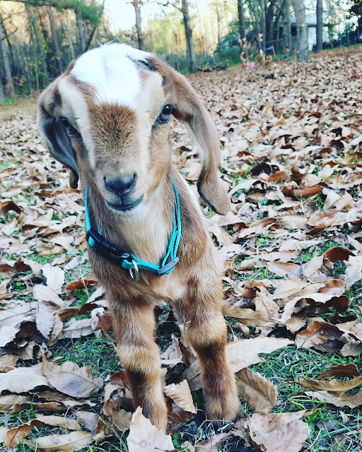 baby goat