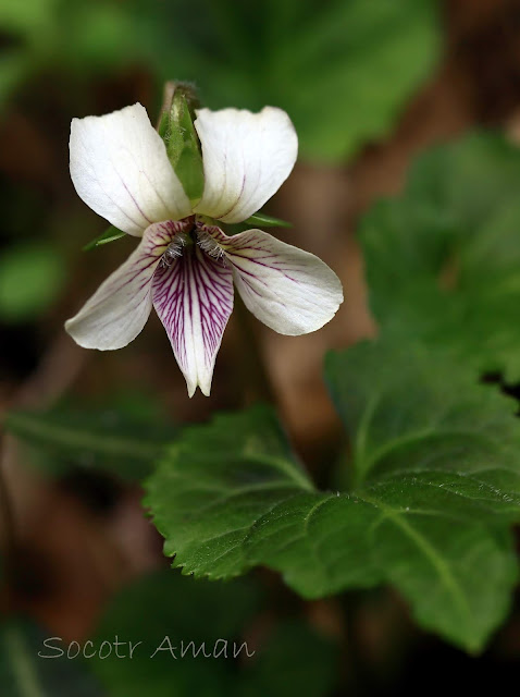 Viola yezoensis