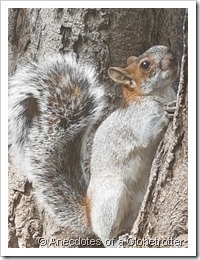 Squirrel