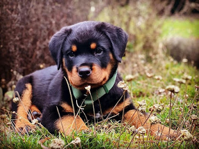 Roman Rottweiler Puppies For Sale Near Me