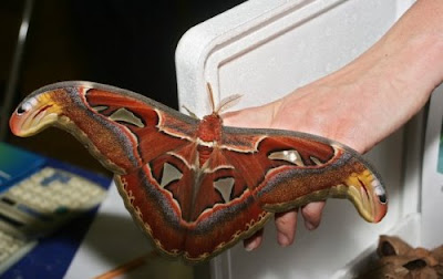 World's Largest Butterfly