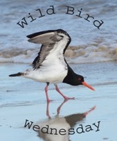  Wild Bird Wednesday