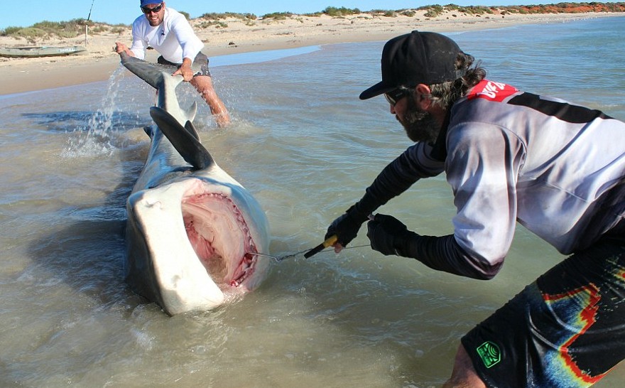 International Fishing News: AUSTRALIA: monster giant tiger sharks