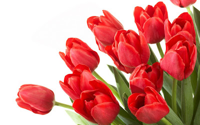 Tulips HD Wallpapers