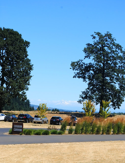 Stoller vineyard, Dayton, Oregon 