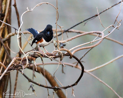 male eastern towhee