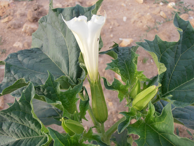 Estramonio feroz (Datura ferox)