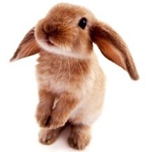Rabbit