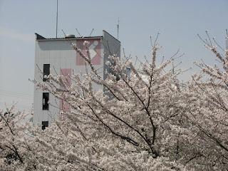 好きな花見スポット セメント工場跡の桜並木