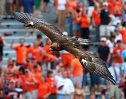 War Eagle!