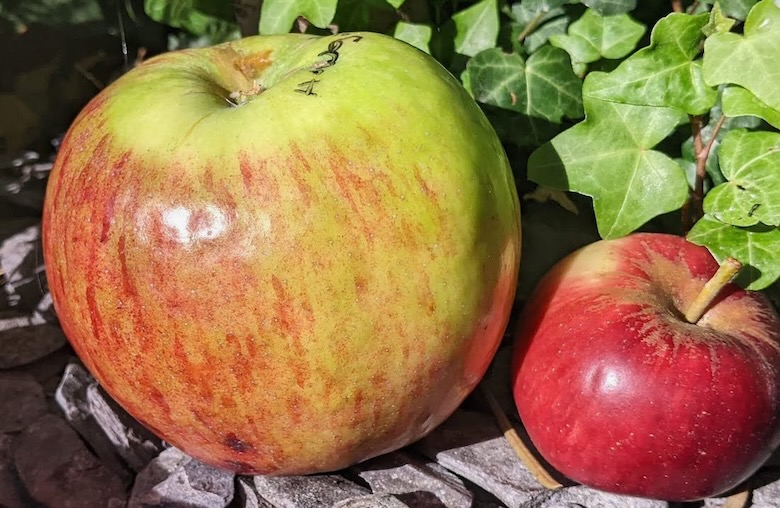 A very large green-yellow apple with a steakey red blush sits next to a much smaller dark red apple