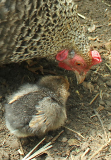 Organic hen and chick