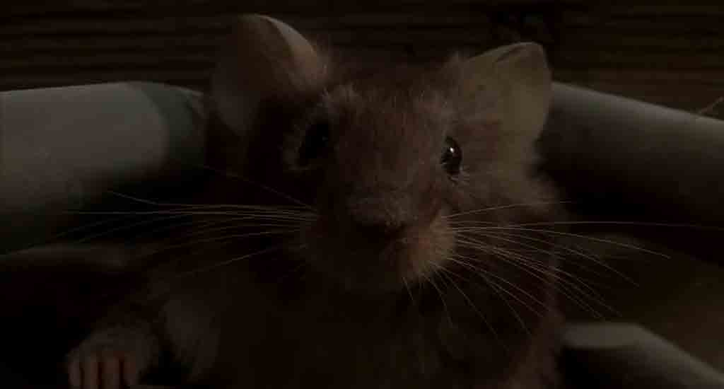 Single Resumable Download Link For Hollywood Movie Mousehunt (1997) In  Dual Audio