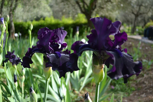Iris en el Jardín Botánico de Florencia
