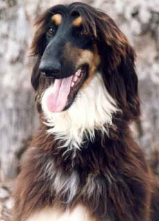 Afghan Hound Afghanistan Dog