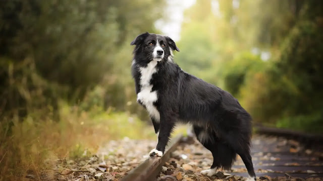 Border Collie