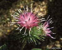 Flora y Fauna de Honduras