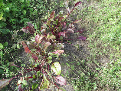 Row of beets- Vickie's Kitchen and Garden