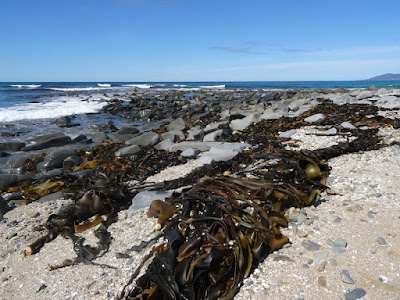 Kelp (Macrocystis sp)