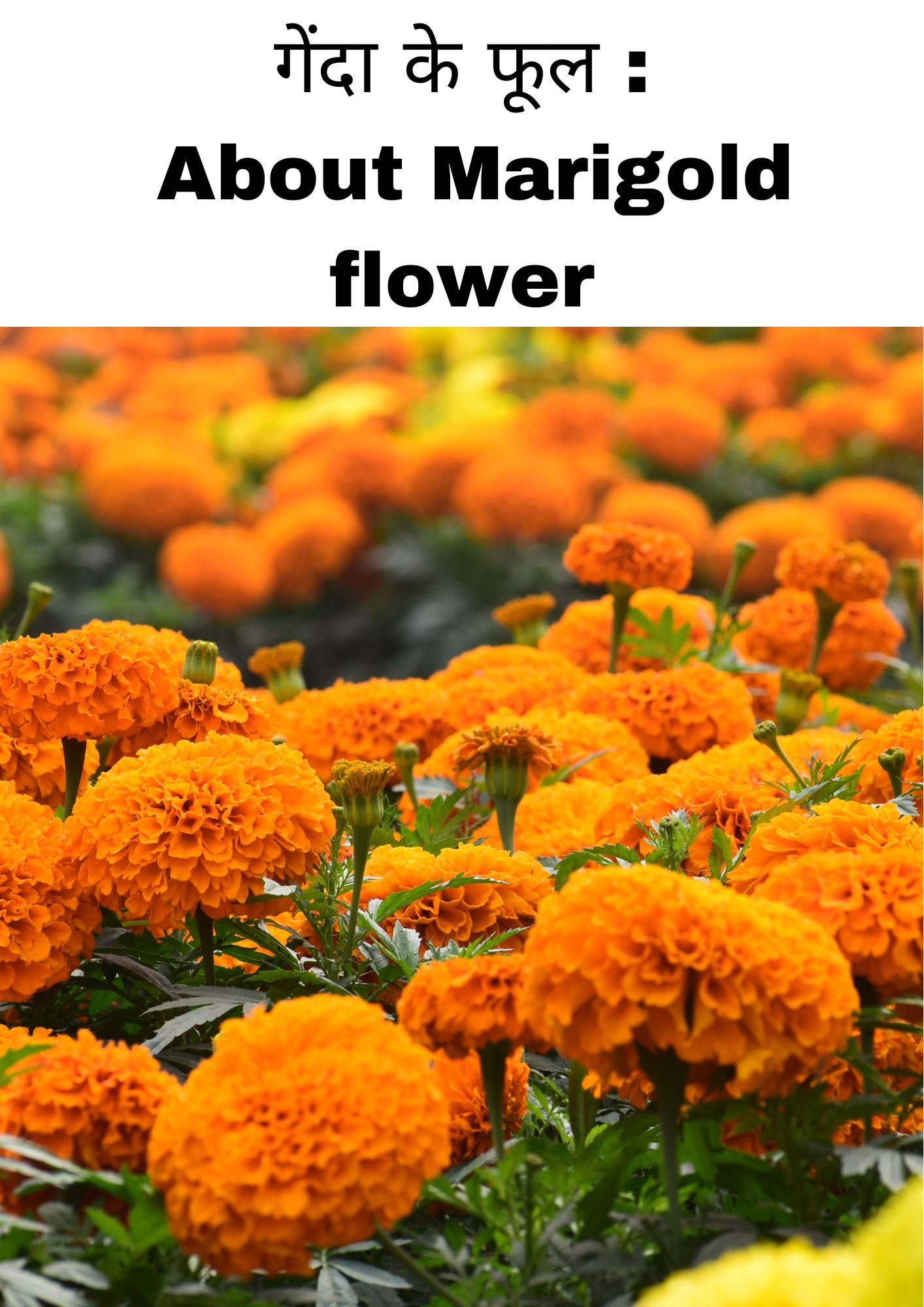 गेंदे का फूल | About Marigold flower in hindi