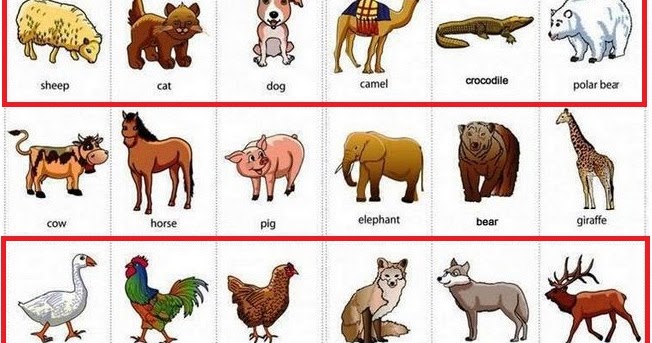 Hot Trend Nama  Dan Gambar  Hewan Peliharaan Gambar  Stiker 