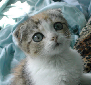 scottish fold cat animal pets kitten