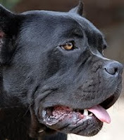 Cane corso