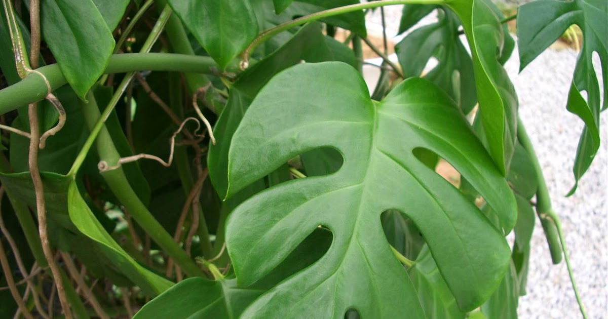 LI NA HERBS: EKOR NAGA (Epipremnum pinnatum)