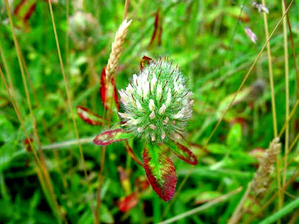 Trifoglio alessandrino - Trifolium alexandrinum L.