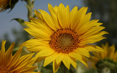 Beautiful Sunflower Widescreen HD Wallpaper 9