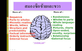   ส่วนประกอบของสมอง, โครงสร้างของสมอง, หน้าที่ของสมองส่วนหน้า, สมองมนุษย์, สมองส่วนกลาง, การทำงานของสมอง, สมองส่วนกลางทําหน้าที่อย่างไร, รูปสมองมนุษย์, รูปภาพ ส่วนประกอบ ของ สมอง