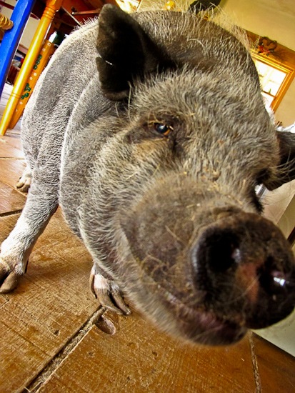 Jasmine the Pot Bellied Pig