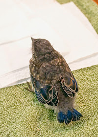 Male Eastern Bluebird nestling's tail feathers