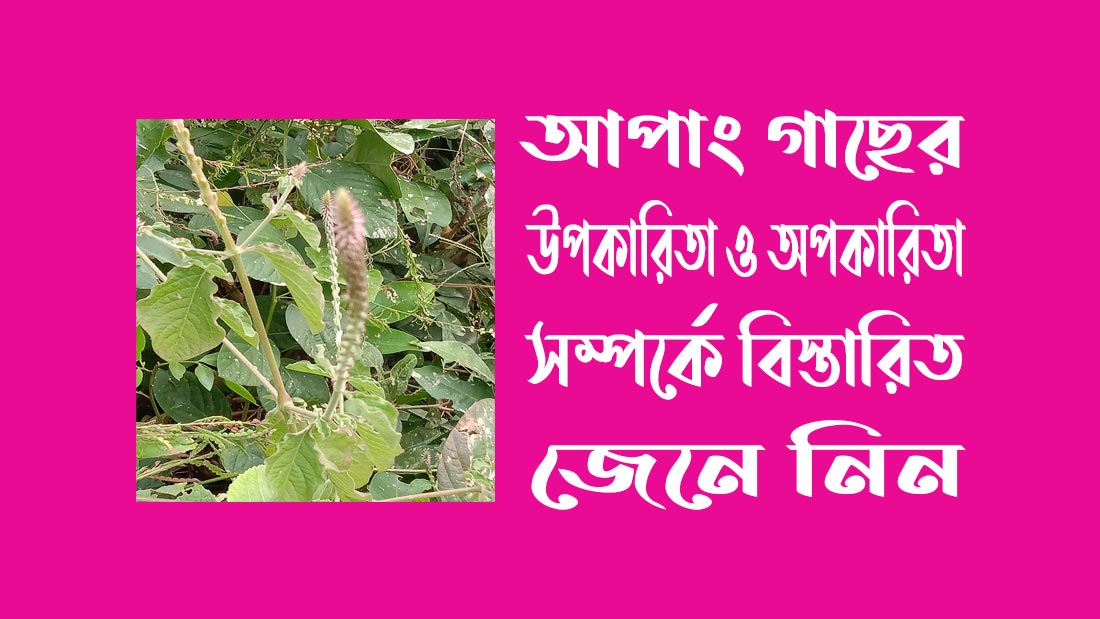 আপাং গাছের উপকারিতা ও অপকারিতা সম্পর্কে বিস্তারিত জেনে নিন