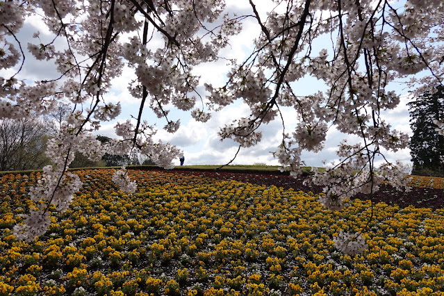 とっとり花回廊　花の丘　ソメイヨシノ（染井吉野）